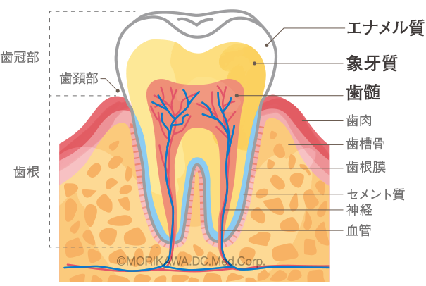 八尾市　歯医者　歯は3構造になっています